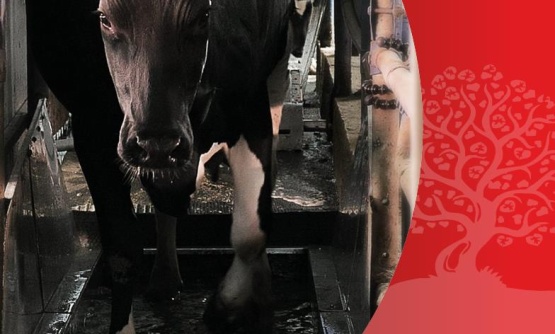 Автоматизированный комплекс мойки и дезинфекции копыт КРС «Здоровое копыто»